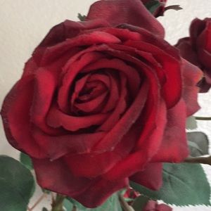 Meet your Posher, Rosalinda